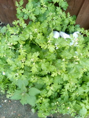 Tanacetum parthenium