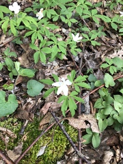 Anemonoides quinquefolia