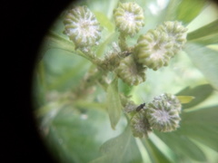 Tanacetum parthenium