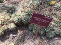 Mammillaria compressa