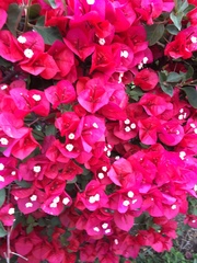 Bougainvillea