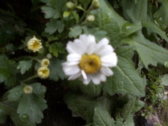 Tanacetum parthenium