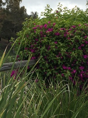 Bougainvillea