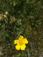 Potentilla gracilis