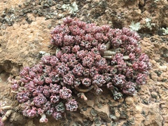 Graptopetalum pachyphyllum