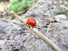 Leptinotarsa rubiginosa