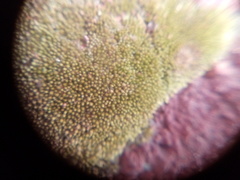 Bryum argenteum