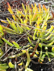 Carpobrotus muirii