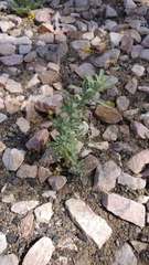 Atriplex elegans