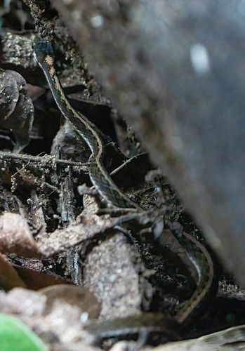 White-lined Water Snake