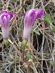 Ipomoea lozanii