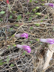 Ipomoea lozanii