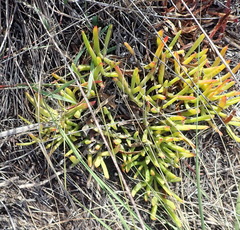 Carpobrotus muirii