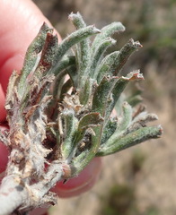 Centella tridentata litoralis