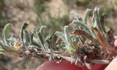 Centella tridentata litoralis