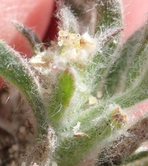 Centella tridentata litoralis