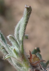 Centella tridentata litoralis