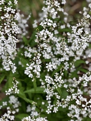 Iodanthus pinnatifidus