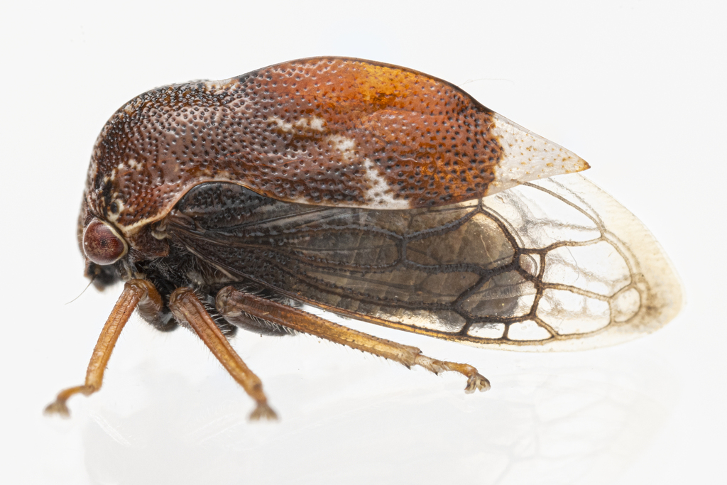 Xantholobus muticus