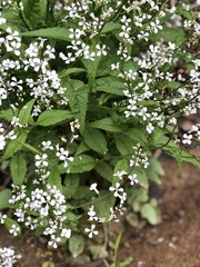 Iodanthus pinnatifidus