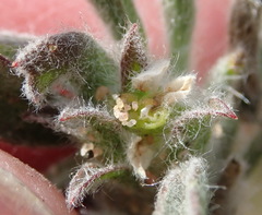 Centella tridentata litoralis