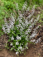 Iodanthus pinnatifidus