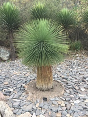 Yucca queretaroensis