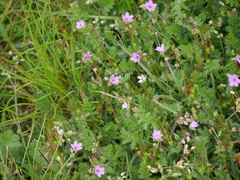 Erodium cicutarium