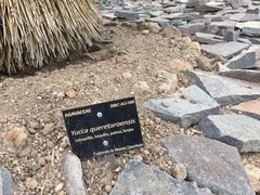Yucca queretaroensis
