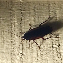 Periplaneta fuliginosa