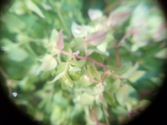 Euphorbia peplus