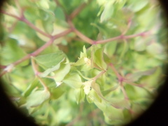 Euphorbia peplus