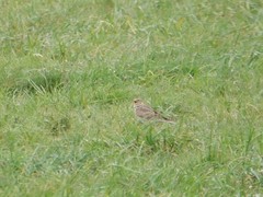 Alauda arvensis
