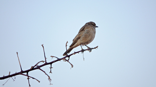 Chat Flycatcher (Agricola infuscatus), photo 4