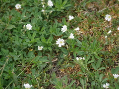 Cerastium arvense