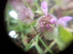 Lamium purpureum