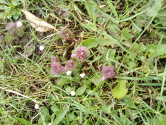 Lamium purpureum