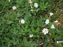 Cerastium arvense