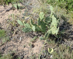 Opuntia stricta stricta