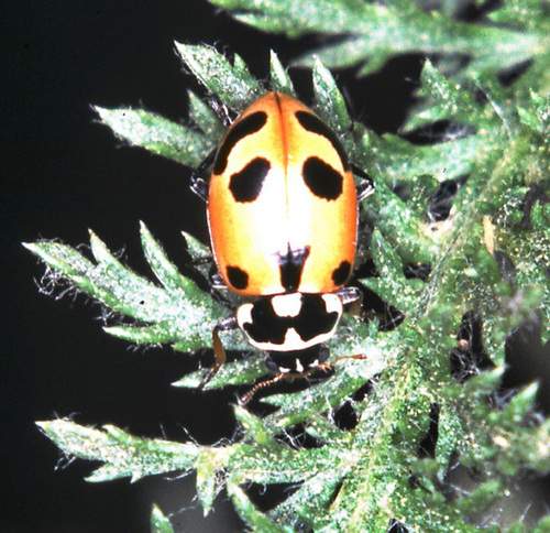 Parenthesis Lady Beetle photographed in West Virginia