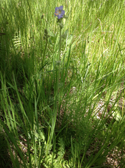 Polemonium occidentale