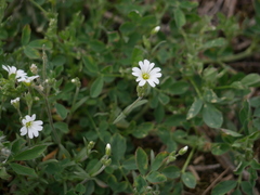 Cerastium arvense