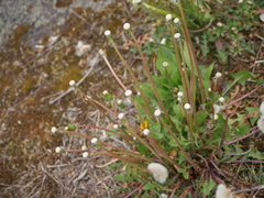 Taraxacum officinale