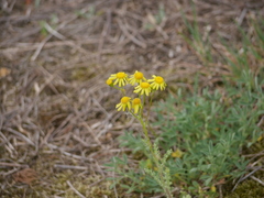 Senecio vernalis