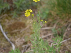 Sisymbrium loeselii