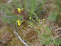Sisymbrium loeselii