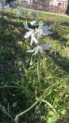 Ornithogalum nutans