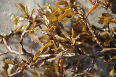 Sargassum sinclairii