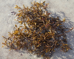 Sargassum sinclairii