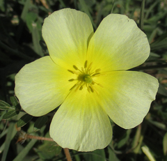 Tribulus